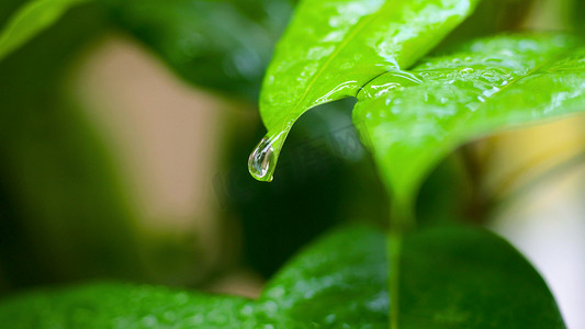 雨水水滴从树叶上掉落