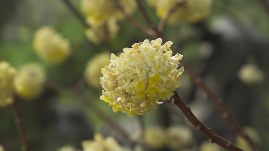 金色大气剪纸摄影照片_春季花朵盛开的金色结香花