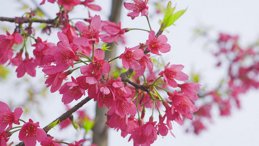 春季盛开花朵红色海棠花