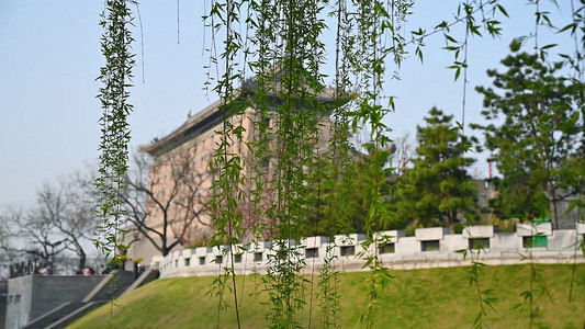 西安环城公园春天柳树柳叶