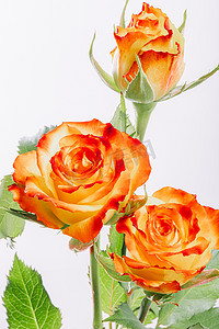 植物清新文艺摄影照片_文艺鲜花白天橙色蔷薇室内摄影图配图