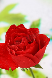 静物棚拍花玫瑰红色摄影图配图