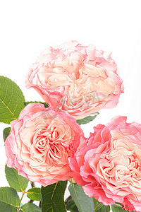 唯美玫瑰摄影照片_唯美鲜花白天玫瑰花卉室内摄影图配图
