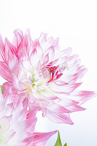 花卉背景粉色摄影照片_文艺花卉白天粉色大丽菊室内摄影图配图