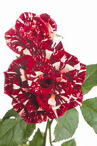 文艺花朵白天红玫瑰室内摄影图配图