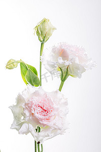 鲜花植物摄影照片_唯美鲜花白天龙胆花室内摄影图配图