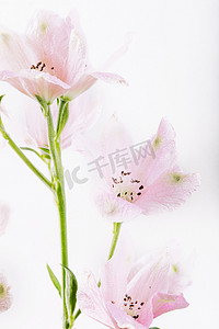 粉色清新背景摄影照片_文艺鲜花白天粉色的兰花室内摄影图配图