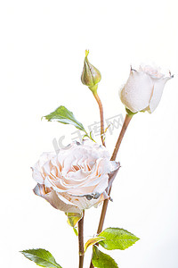文艺唯美鲜花白天粉色蔷薇花室内摄影图配图