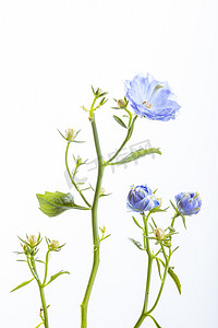 唯美文艺花朵白天紫色长寿花室内摄影图配图