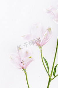 文艺唯美鲜花白天粉色兰花室内摄影图配图