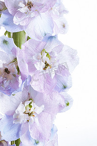 紫色纯摄影照片_文艺花卉白天花卉特写室内无摄影图配图