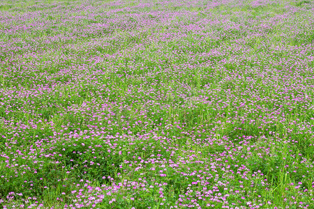 田野春天摄影照片_田里的紫云英下午花朵田园摄影图配图