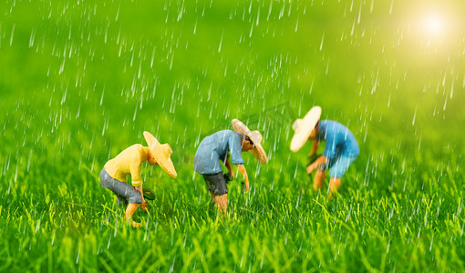 谷雨植物摄影照片_谷雨谷雨插秧创意合成摄影图配图