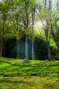 太阳树木摄影照片_春天中午树林草坪阳光照射摄影图配图