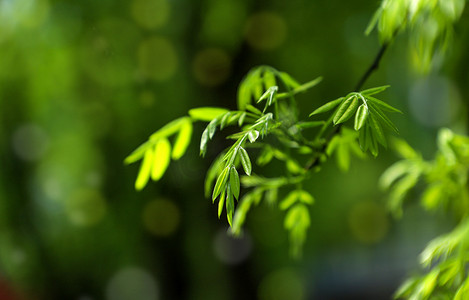 初夏植物清晨树叶嫩叶户外摄影图配图