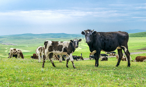 水墨墙绘素材摄影照片_高山牧场牛群绿草上午牛夏季素材摄影图配图