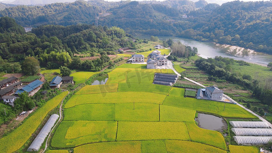 航拍美丽乡村金黄水稻乡村田园风光