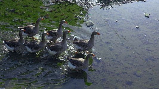 实拍河里的鹅养殖业灰鹅