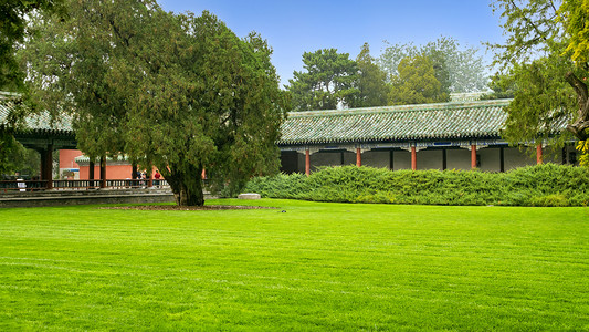 北京天坛公园绿色植物景观上午植被园林素材摄影图配图