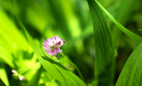 户外清晨植物花朵绿色摄影图配图