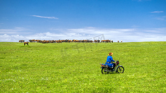 内蒙古高山牧场绿色上午牧马人夏季素材摄影图配图