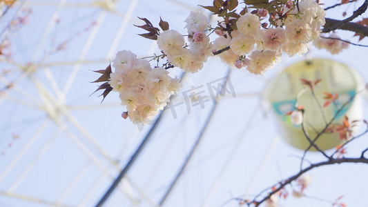 春游的摄影照片_春游游乐园小清新摩天轮旁的樱花