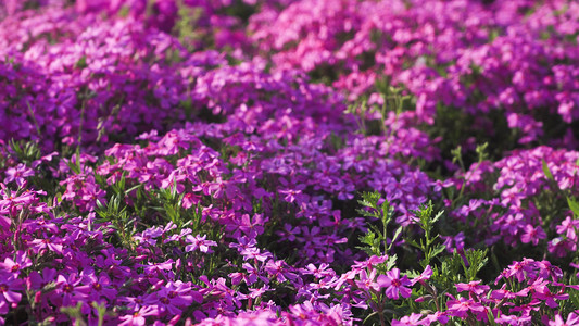 春暖花开绣球花紫色花海