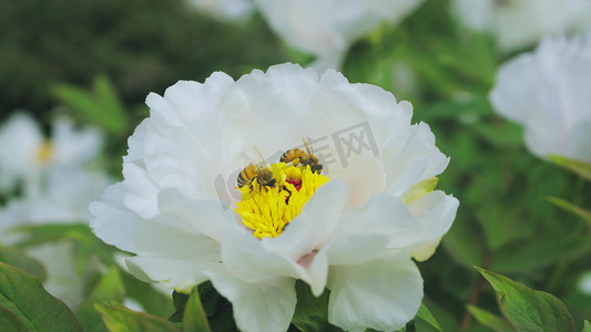 春天花朵白色芍药花蜜蜂采蜜