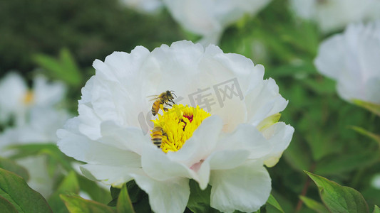 实拍春天花朵白色芍药花蜜蜂采蜜