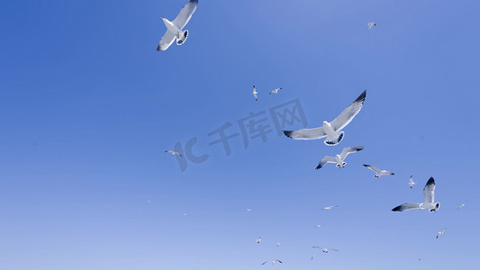 天空飞翔的海鸥鸟群