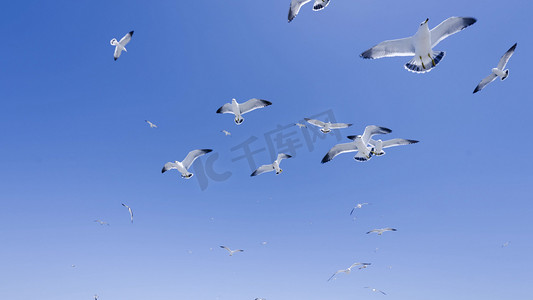 蔚蓝天空海鸥鸟群