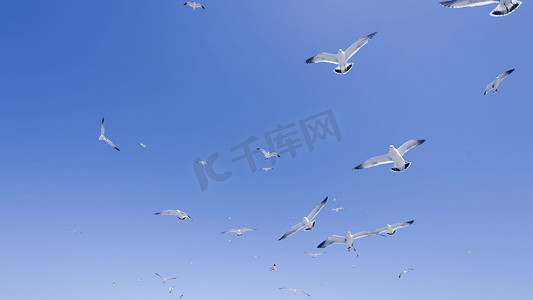候鸟蔚蓝天空海鸥鸟群展翅飞扬