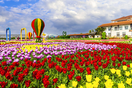 春天郁金香花摄影照片_花展白天郁金香花春天全景摄影图配图