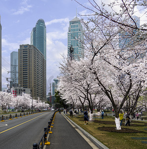 春天樱花公路摄影照片_武汉风光白天武汉西北湖春天全景摄影图配图