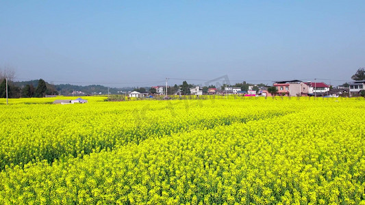 航拍唯美油菜花花海田园风景