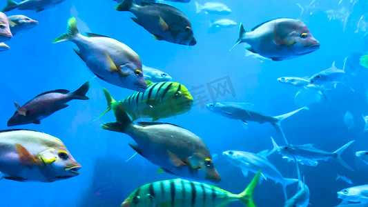 海洋鱼群摄影照片_实拍海洋生物海洋鱼类海底世界