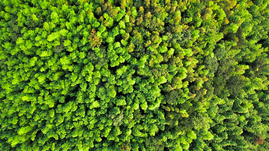 自然森林摄影照片_航拍江苏省南京市石塘竹海森林