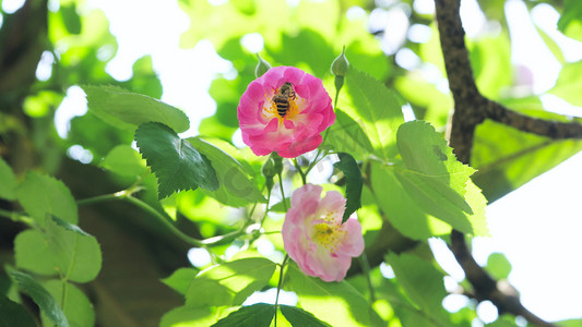 最美小蜜蜂摄影照片_初夏蔷薇花阳光光影