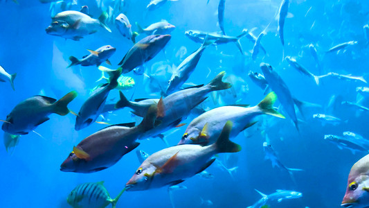 海底banner摄影照片_海洋生物海洋鱼类海底世界