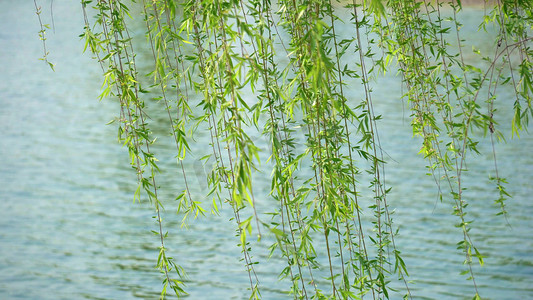 柳枝飘动摄影图片-柳枝飘动摄影作品-千库网