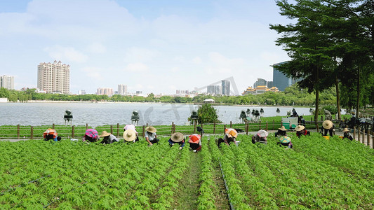 农民在园艺辛勤劳作种植花林