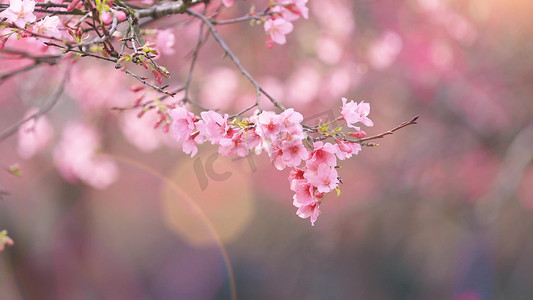 樱花节唯美摄影照片_阳光唯美小清新樱花