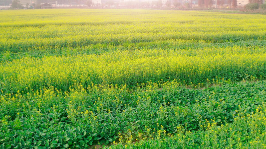 春天乡村唯美油菜花海田地