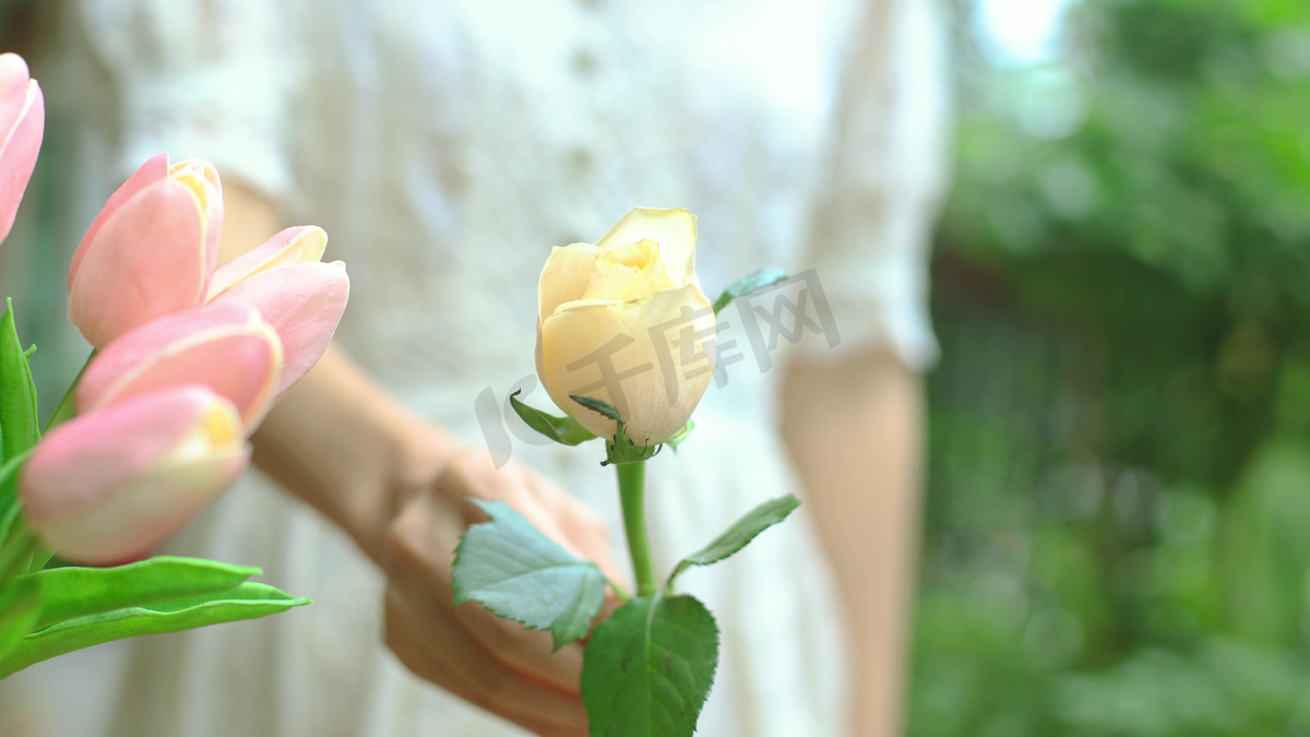 女性情人节送粉白玫瑰花动作高清摄影大图 千库网