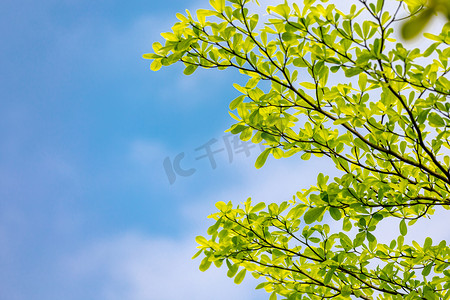 蓝天绿叶摄影照片_叶子树叶夏天清新小暑摄影图配图