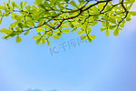 蓝天树叶叶子夏季清新摄影图配图