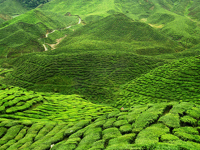 自然风景摄影照片_航拍风景优美绿色茶园