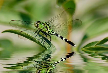 昆虫百科摄影照片_蜻蜓停留在水面露出的叶子上