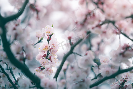 樱花在春天与软焦点，背景