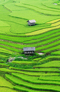 自然梯田摄影照片_风景梯田在越南稻田